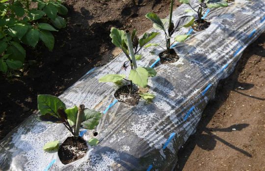 מוצרים לבית ולגינה2