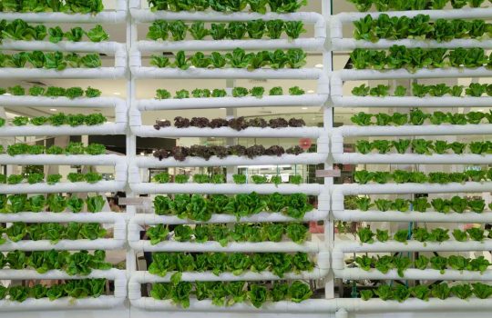 ?What Means Vertical Farming2
