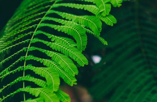 Plant2